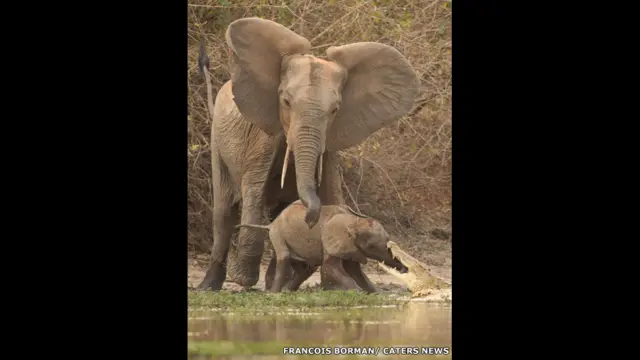 Спасение слоненка. Фото Francois Borman / Cater News 