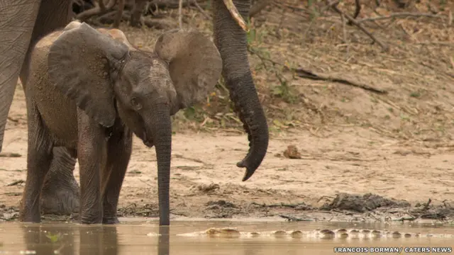 Спасение слоненка. Фото Francois Borman / Cater News 