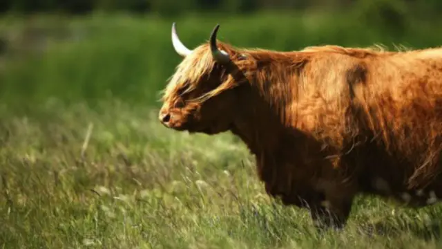 一头毛发蓬松的苏格兰长毛牛正在吃草。（图片来源：Dan Kitwood/Getty）