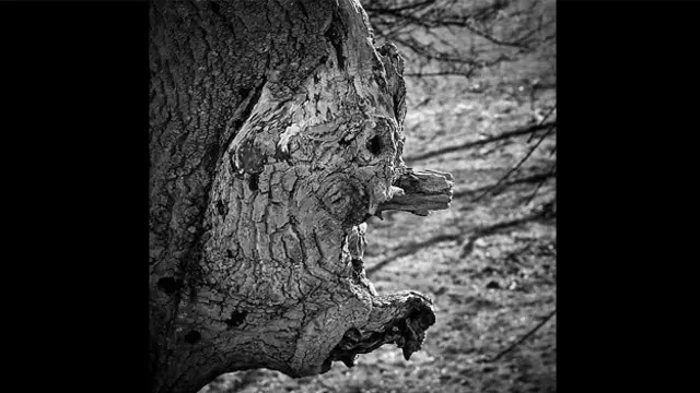 Маленький гном в дереве