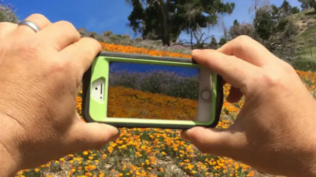 加州罌粟花.（圖片來源：Geri Lavrov / Getty Images）