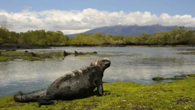 加拉帕戈斯群島中，海鬣蜥在退潮時取食海藻。（圖片來源：Wolfgang Kaehler / Getty Images）