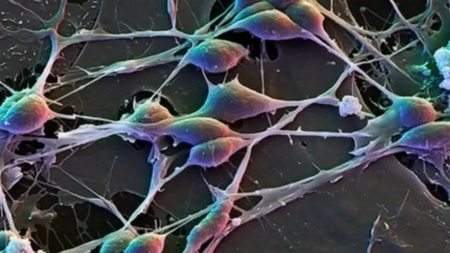 человеческие нейроны