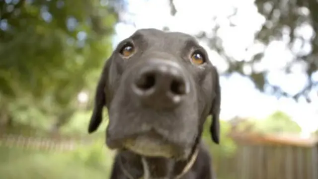 養寵物狗可以幫助你加強免疫系統(圖片來源:Getty Images)