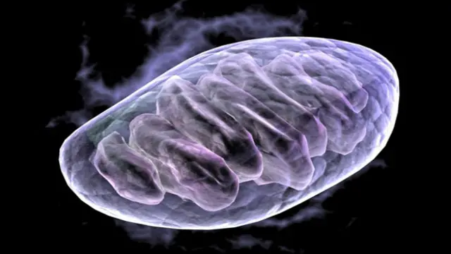 митохондрия