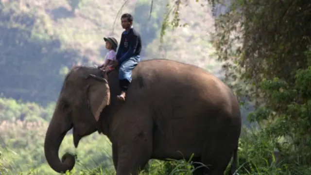 在泰国北部,游客可以骑大象漫步山径。(图片来源:Getty)