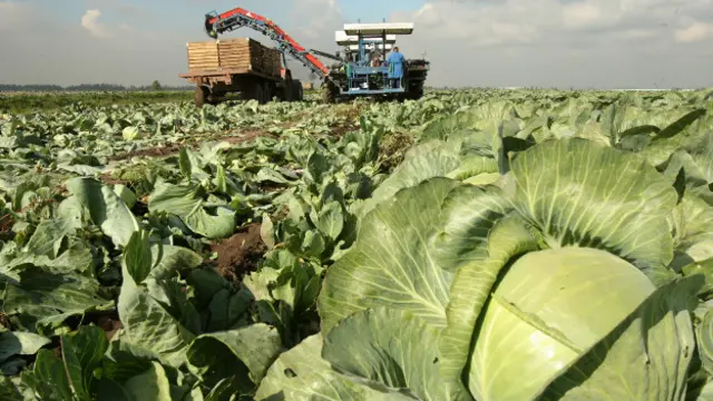 Уборка капусты в России