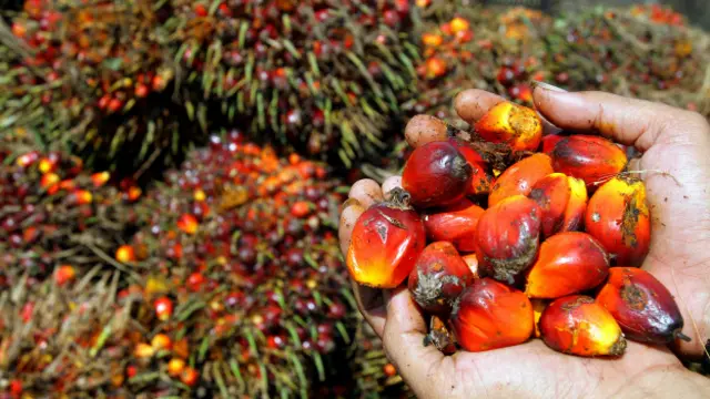 Плоды масляничной пальмы