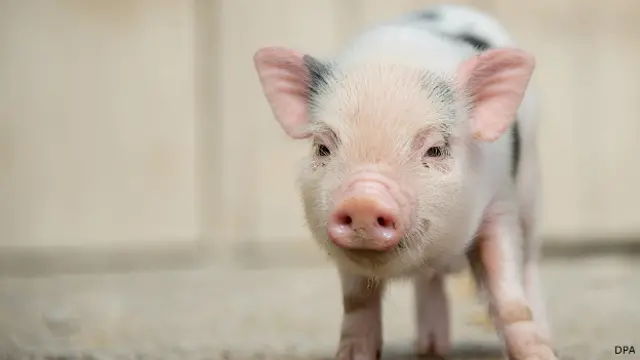 Mini-cerdito