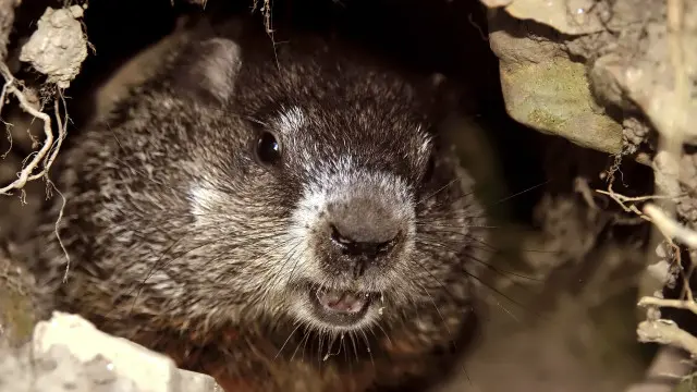 Hibernasi bisa memperkecil kemungkinan hewan diburu oleh predator.