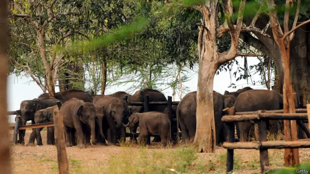 මනුෂ්‍ය ක්‍රියාකාරකම් සහ ස්වාභාවික හේතු මත වනයේ අතරමන් වූ හෝ අනතුරට මුහුණ දුන් අලි පැටවුන් උඩවලවේ ඇත්අතුරු සෙවනේ රැක බලා ගැනීමෙන් අනතුරුව ඔවුන්ට වසර පහක් පමණ පිරුණු විට කැළයට මුදා හරිනු ලබයි