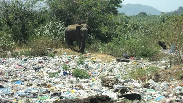 ගම්වැසියකු පවසා සිටියේ අවදානමට මුහුණ දී සිටින අලි පැටවා වැල්ලවාය ප්‍රාදේශීය සභාව මගින් කැළිකසල බැහැර කරනු ලබන ස්ථානයේ එකතු වන කසල කෑමට පැමිණ සිටිනු දුටු බවයි