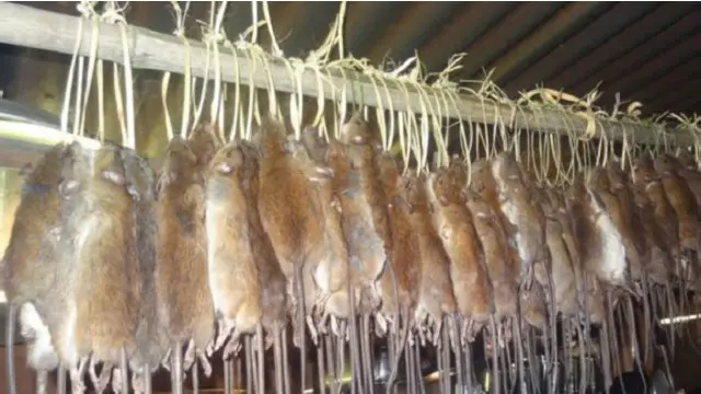 Tergantung jumlah perangkapnya, tapi pada hari baik, seorang pemburu tikus bisa mendapat 30 sampai 100 ekor tikus (Foto: Meyer-Rochow & Megu)