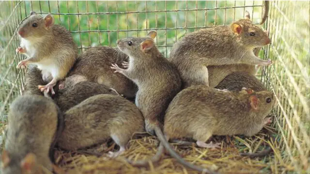 Tikus tebu kecil adalah salah satu spesies hewan pengerat yang dimakan di Afrika barat dan timur, dan beratnya bisa lebih dari 6kg (Foto: Prof S.R. Belmain, University of Greenwich)