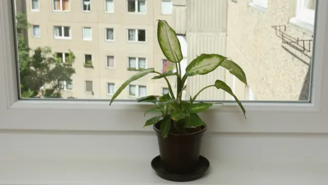 Цветок на окне