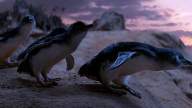 Карликовые пингвины