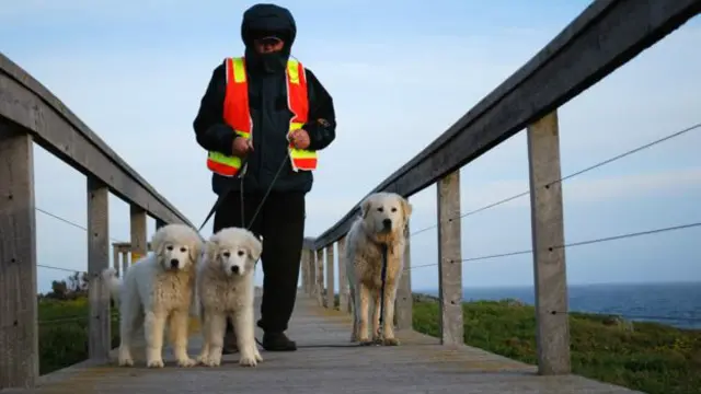 Сотрудник консервационного проекта с овчарками