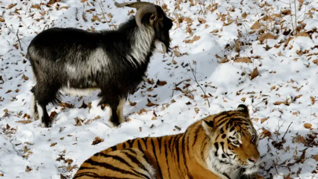 Тигр и козел