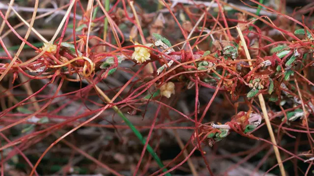 Cuscuta genus