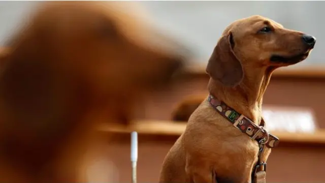 Такса Сосисс