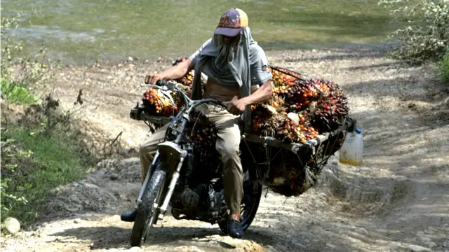 Pengumpul kelapa sawit