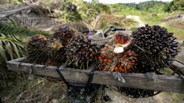 Pengumpul kelapa sawit