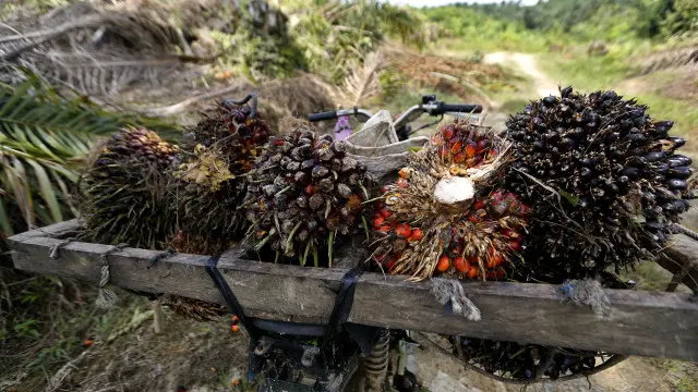 Nilai ekspor kelapa sawit Indonesia sepanjang 2015, menurut GAPKI, mencapai Rp250 triliun lebih.