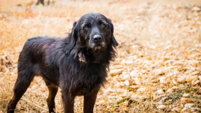 豬和狗可以尋著松露的刺激性氣味挖出它們(圖片來源：Getty Images)