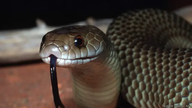 Королевская коричневая змея мульга