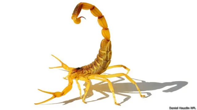 Палестинский желтый скорпион