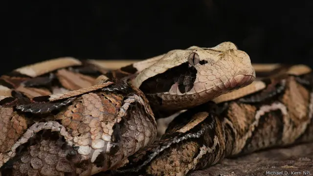 Габонская гадюка