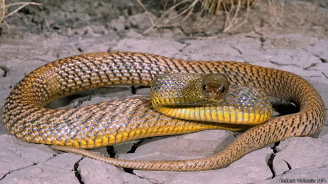 Внутриматериковый тайпан