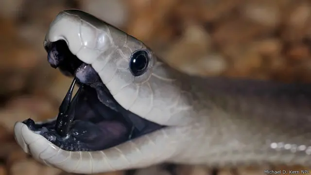 Черная мамба