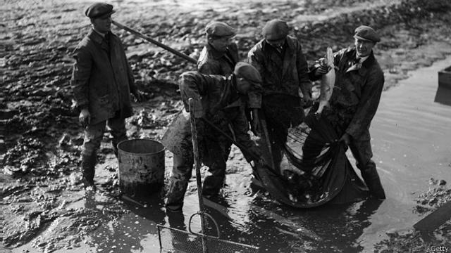 Возвращение рыбы в Темзу в 1930-е годы