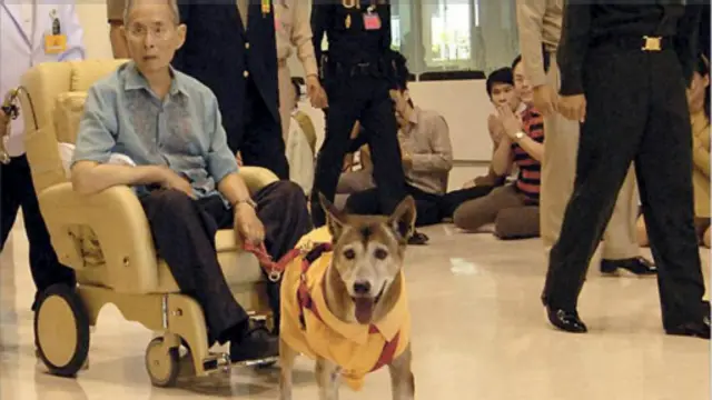 دا انځور د ۲۰۱۳ کال فبرورۍ پر ۲۸مه اخیستل شوی، چې د تایلنډ پاچا بومبیون ادولیادیج او د هغه سپی پکې د بنکاک یوه روغتون کې لیدل کېږي