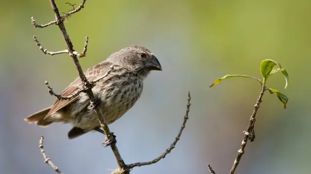 pinzón terrestre mediano