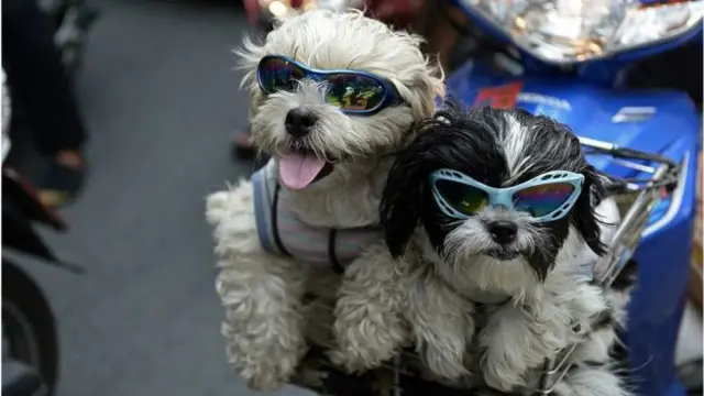 两兄弟为了争狗而诬告