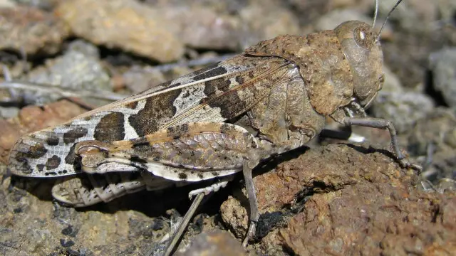 Circotettix Rabula foi um dos sugeridos, mas não levou o prêmio de mais barulhento