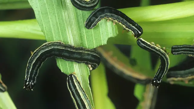 Visuals Unlimited/NPL