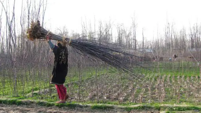 نئے قانون کی رُو سے اب چاول پانچ کلو فی کس کے حساب سے تقسیم کیا جائے گا