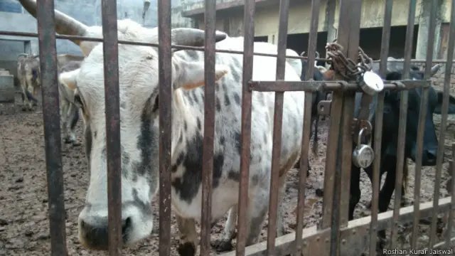 वाराणसी में जानवर