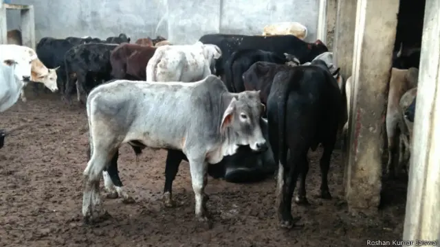 वाराणसी में जानवर