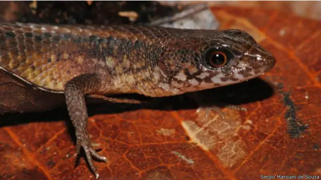 Se pensaba que todos los lagartos se reproducían por medios asexuales.