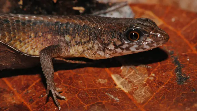 Sergio Marquesgalera bet brazilSouza