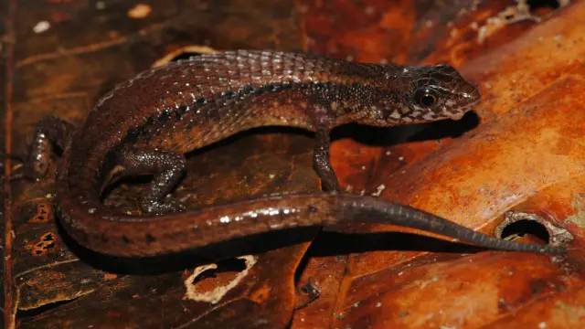 Sergio Marquesgalera bet brazilSouza