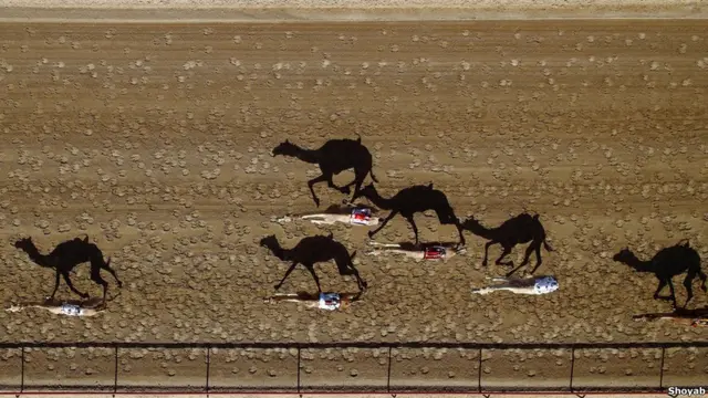Верблюжьи бега, Дубай. Фотограф: Шояб