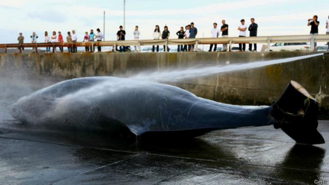在某些國家，鯨魚肉仍被當做美味來食用