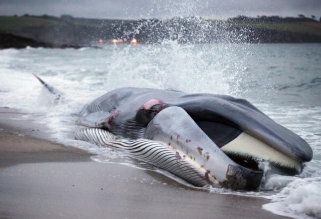 長鬚鯨已經瀕臨滅絕 (Getty圖片)
