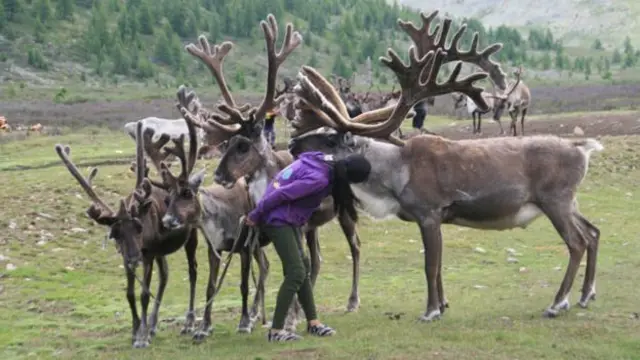 查坦女孩把家裏的馴鹿趕在一起,其中包括這頭雄鹿。(Anna Kaminski)