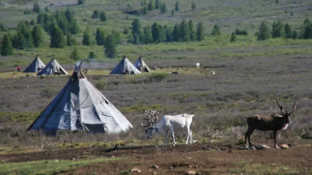 營地唯一的一隻白色馴鹿(圖片來源:Anna Kaminski)